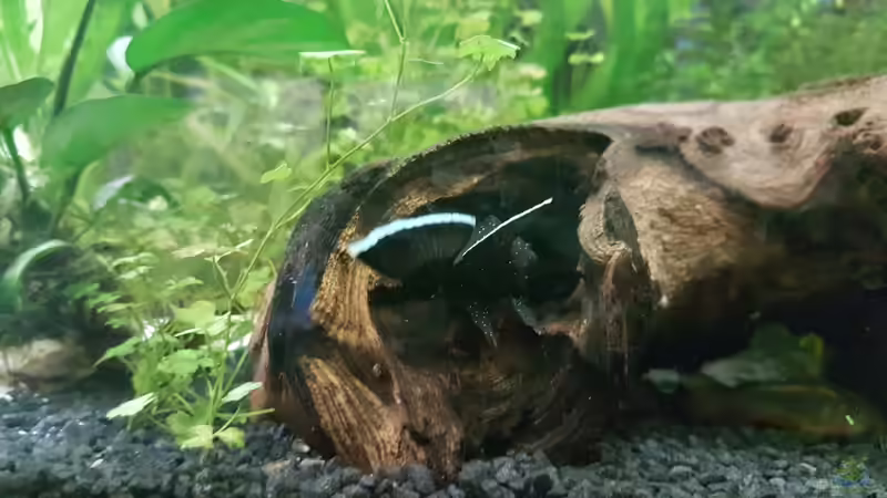 L183 von Rinchen84 (20)