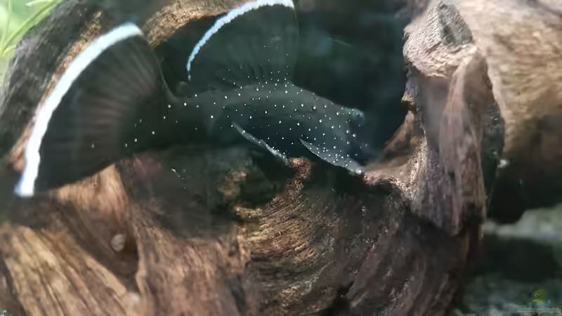 L183 von Rinchen84 (21)