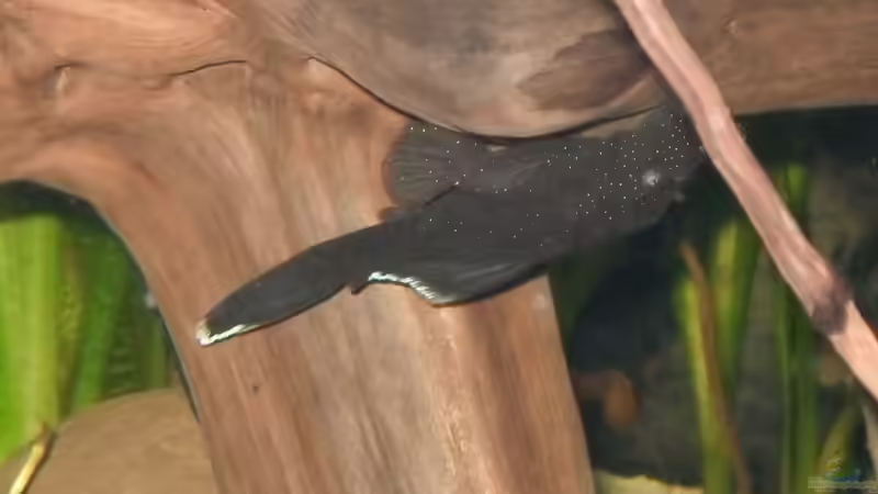 L183 Weibchen von Jan S. (30)