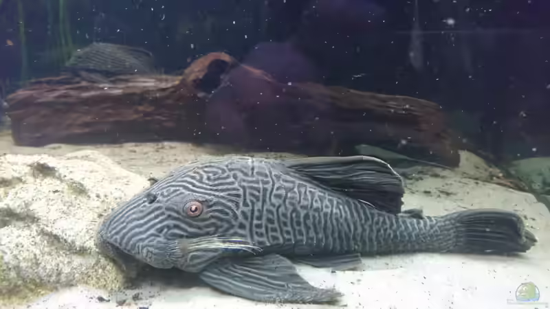 Aquarien mit Panaque cf. nigrolineatus (L 190)