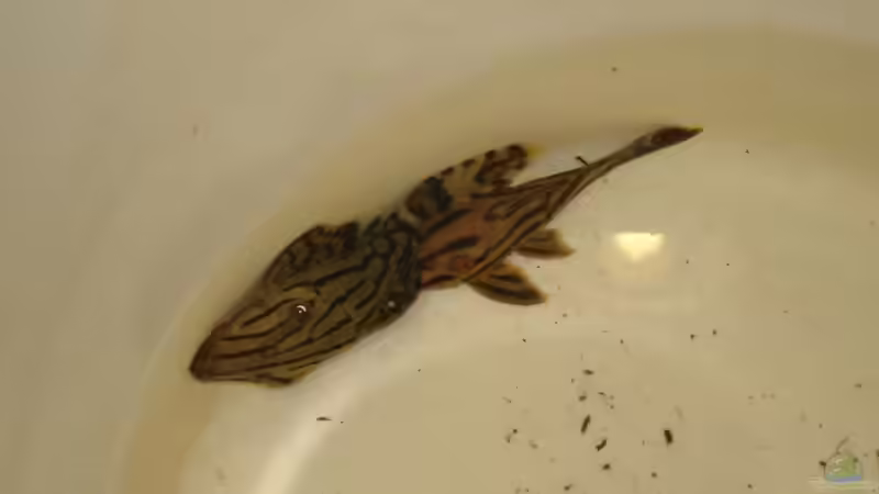 L190 & L191 von Seifert Daniel (7)