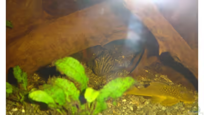 Aquarien mit Panaque cf. nigrolineatus (L 190)