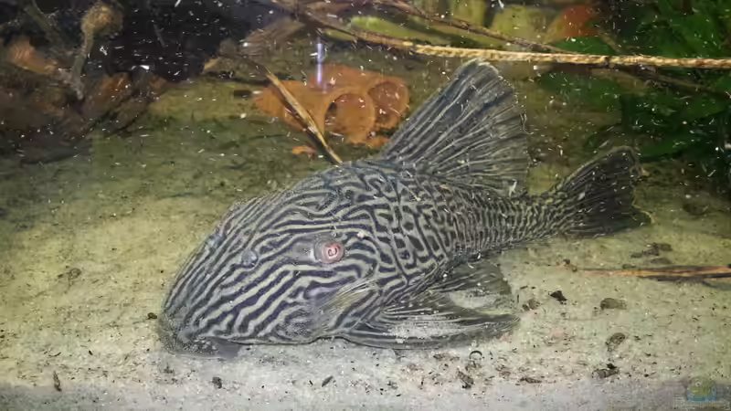 L190 von kellerkind (33)