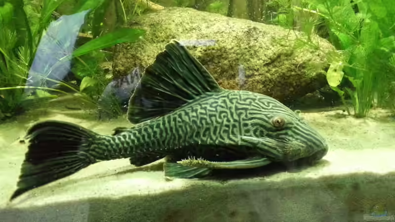 Aquarien mit Panaque cf. nigrolineatus (L 190)