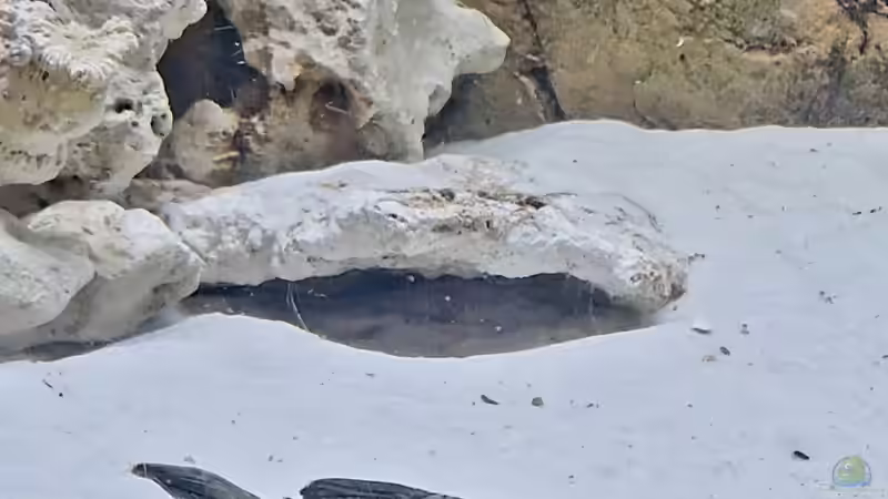 L191 Grüner Panaquel von DocMau (5)