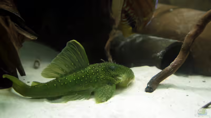 L200 am drohen ;-) von Teh_D (25)