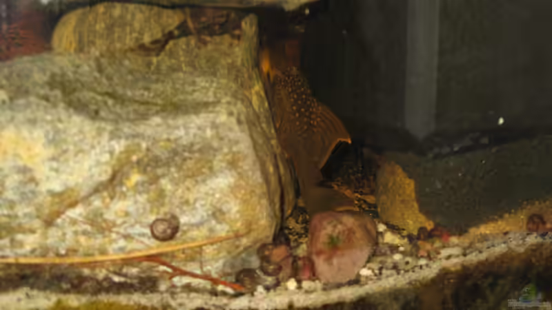 l200 hifin mit panaquolus von der Theoretiker (79)