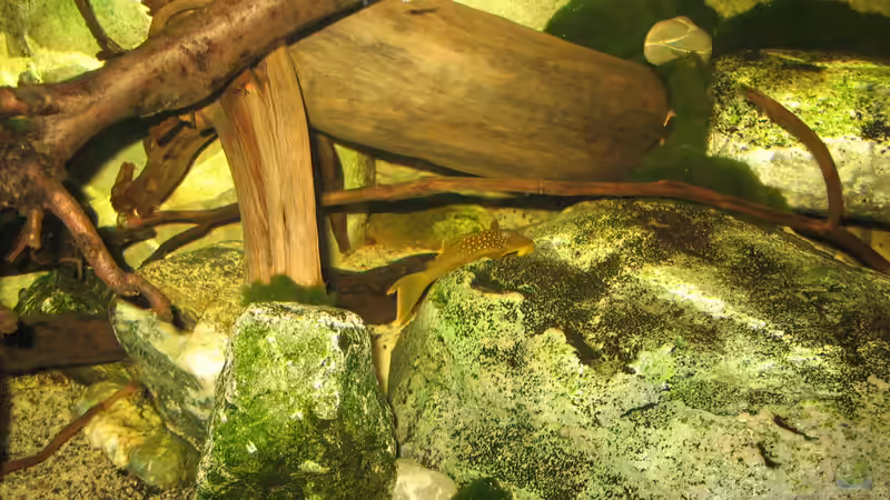 l200 hifin von der Theoretiker (71)