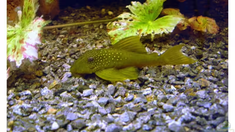 L200 High Fin von Tobias Meyer (4)