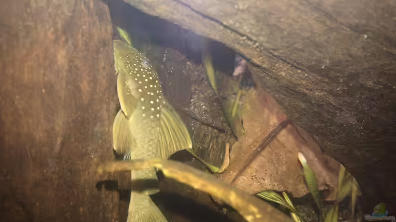 L200 Low-Fin  von Oistel (35)