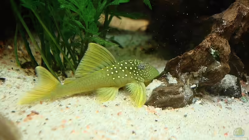 L200 Low Fin von Grobi (29)