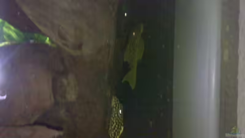 L200 und L177 von Sylvia Hoffmann (29)