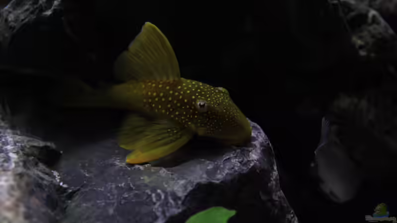 L200 Wels  von Mbuna_Memo (17)