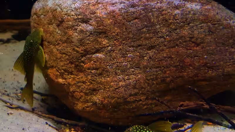 L200lf  von Südamerika Aquanaut (48)