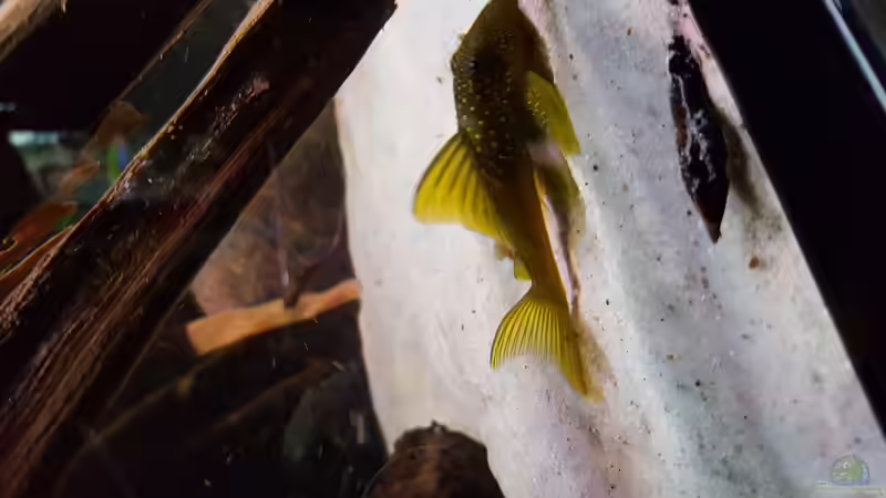 L200lf  von Südamerika Aquanaut (63)