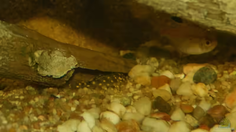 L201 Jungtier und Hyphessobrycon socolofi 11.03.14 von ~Marco~ (94)