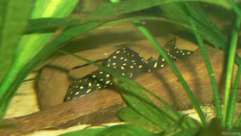 L201 von Amazonasbecken.eu (12)