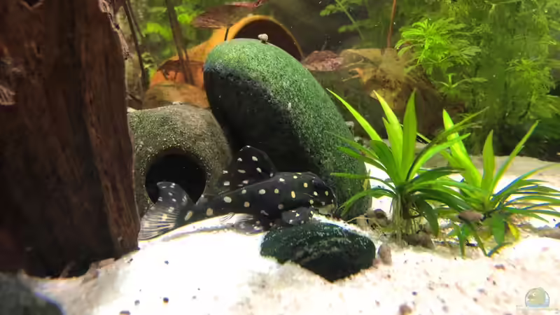 L201 von stroelly (46)