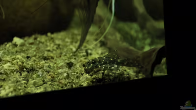 L201 von Thomas S-H (15)