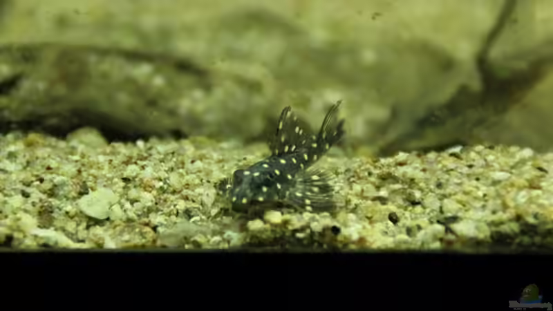 Hypancistrus sp. L-201 im Aquarium halten (Einrichtungsbeispiele für Orinoco-Engelsharnischwels)