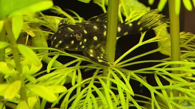 Hypancistrus sp. L-201 im Aquarium halten (Einrichtungsbeispiele für Orinoco-Engelsharnischwels)