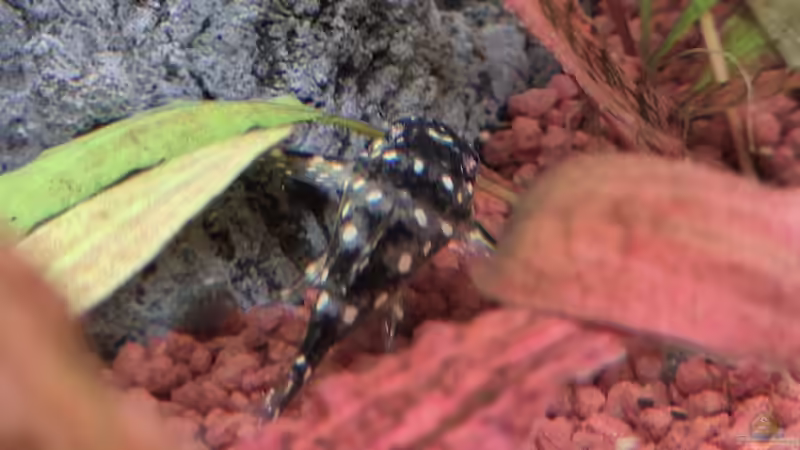 Hypancistrus sp. L-201 im Aquarium halten (Einrichtungsbeispiele für Orinoco-Engelsharnischwels)