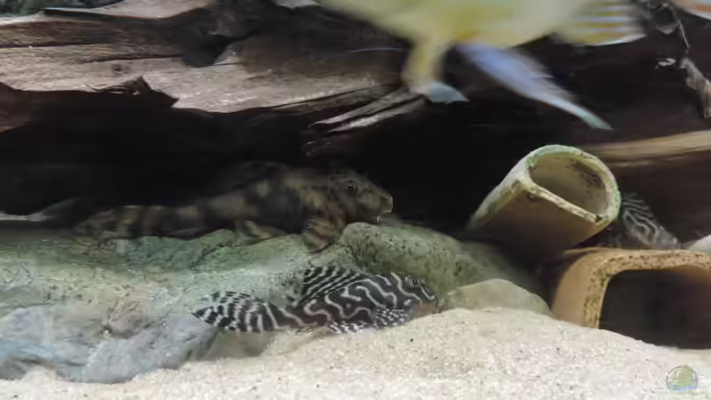 Aquarien für Hypancistrus sp. "L333" (Einrichtungsbeispiele für Königstiger-Harnischwels, L-333)