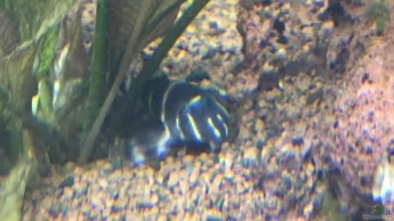 L204 - L204 - Ringelsocken Harnischwels  von Chris Bert (22)