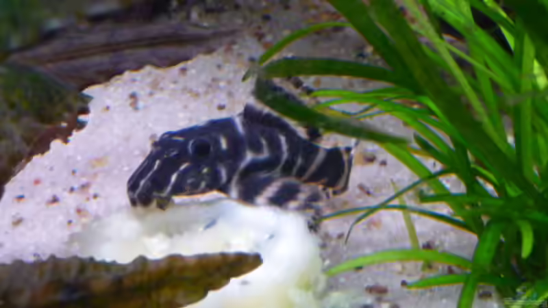 L204  Mixed-up (von mir so benannt) von Bavaria (16)