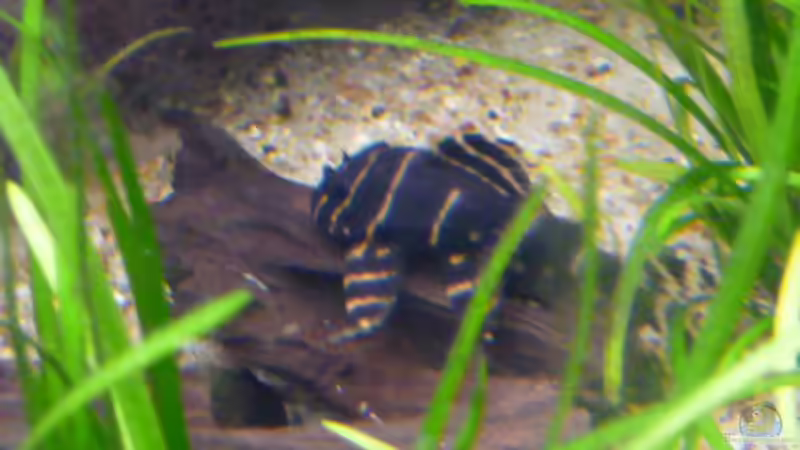 L204 (1) von Bavaria (18)