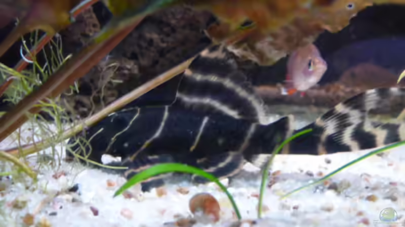 Aquarien mit Panaqolus albivermis (Einrichtungsbeispiele für Ringelsocken-Harnischwels)