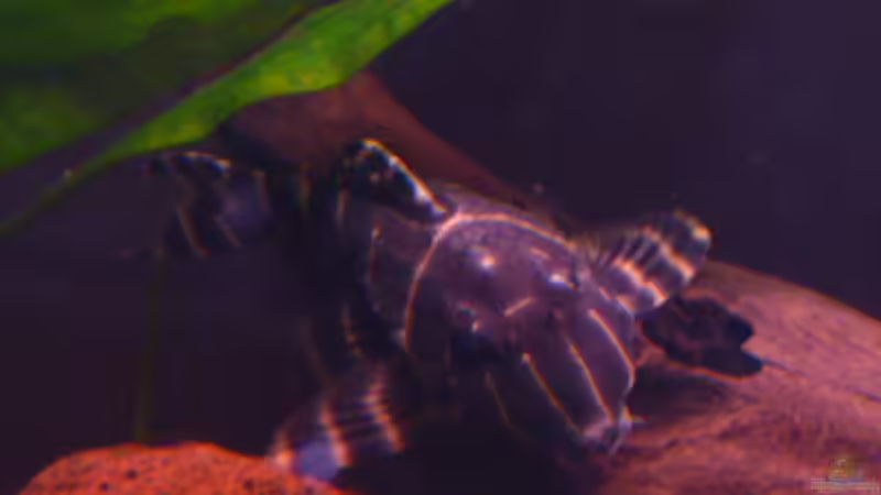 L204 (3) von Bavaria (23)