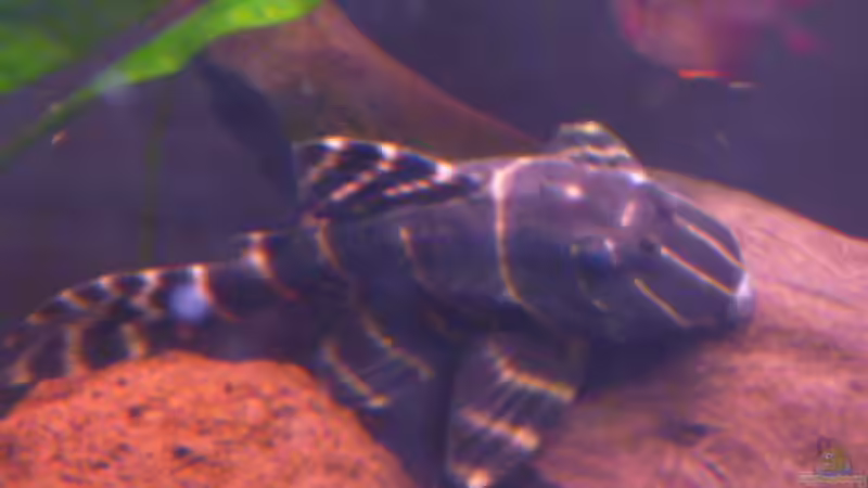 Aquarien mit Panaqolus albivermis (Einrichtungsbeispiele für Ringelsocken-Harnischwels)
