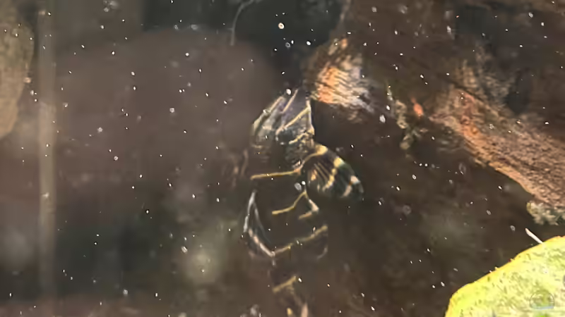 L204 ca.2 Jahre alt  von BoelleRBL (14)