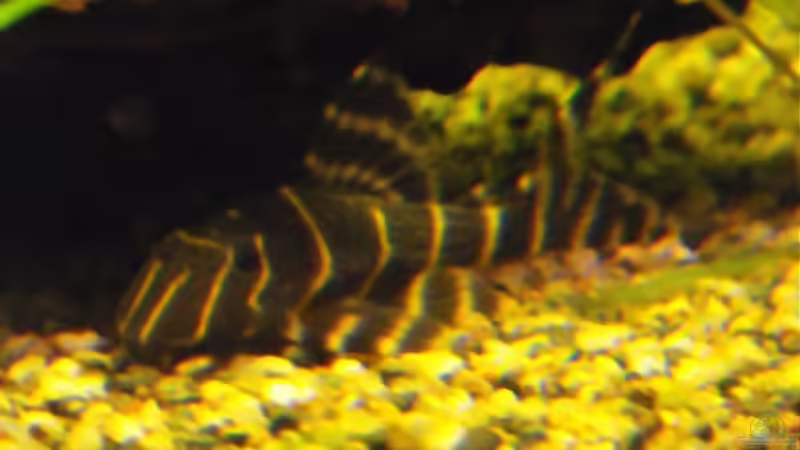 L204 Flash Pleco von Sebastian Lehmann (13)