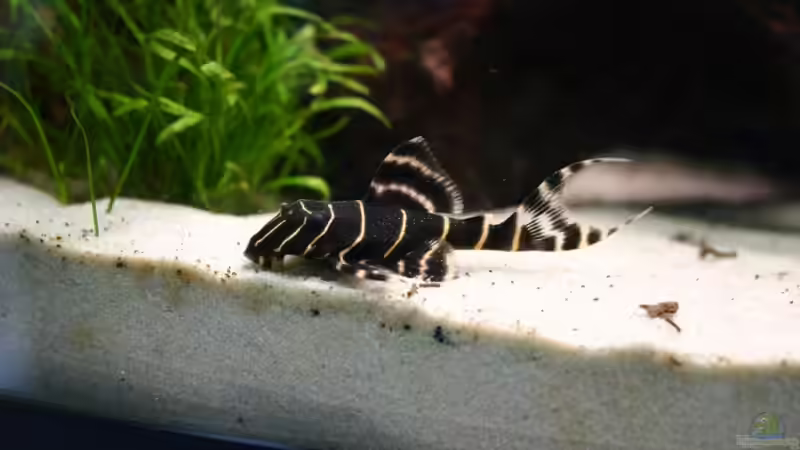 L204 von Basti.hh (12)