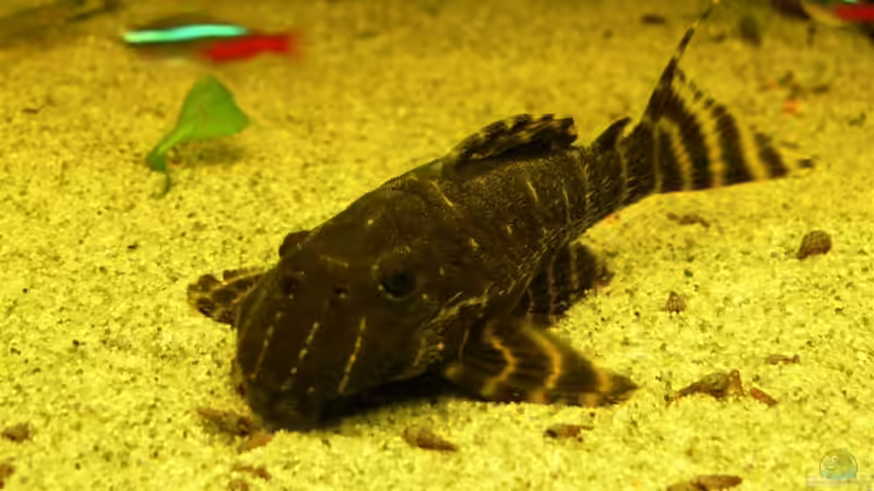 L204 von Lexterpower (33)