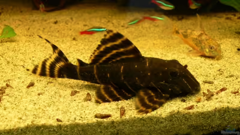 L204 von Lexterpower (35)