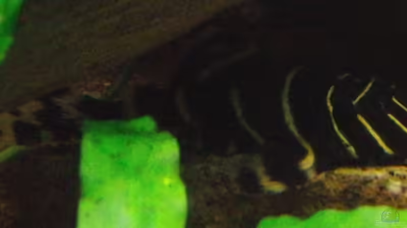 L204 von Microsash (24)