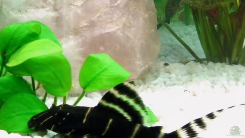 Aquarien mit Panaqolus albivermis (Einrichtungsbeispiele für Ringelsocken-Harnischwels)