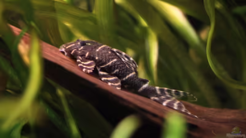 Aquarien mit Panaqolus albivermis (Einrichtungsbeispiele für Ringelsocken-Harnischwels)