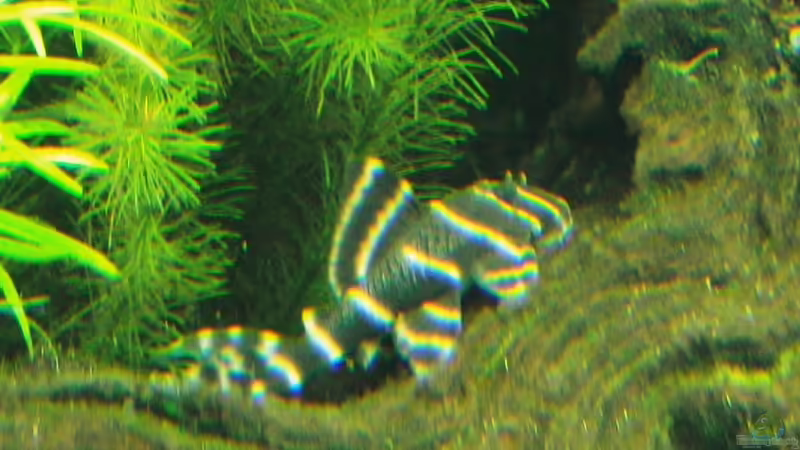 Aquarien mit Panaqolus albivermis (Einrichtungsbeispiele für Ringelsocken-Harnischwels)