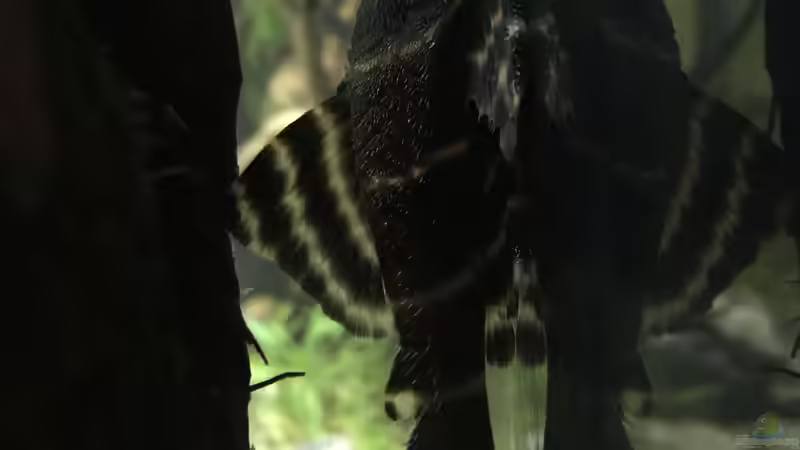 Aquarien mit Panaqolus albivermis (Einrichtungsbeispiele für Ringelsocken-Harnischwels)