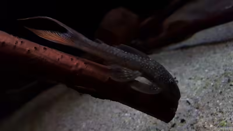 L228 von Südamerika Aquanaut (25)