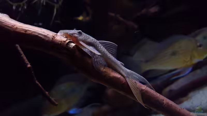 L228 von Südamerika Aquanaut (28)