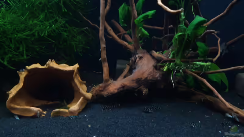 L236 Nachwuchs von Mich (7)