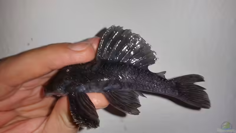 L239 Männchen von Alien2k (6)