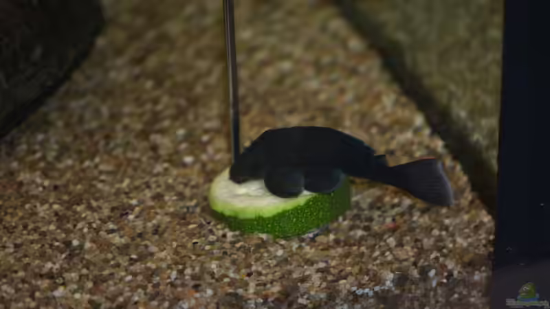 L239 von Vito99 (10)