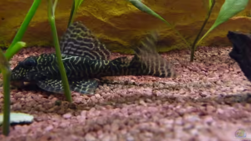 L260 - Queen Arabesque   (Größe ca. 10cm) von Helmut Stallhofer (11)