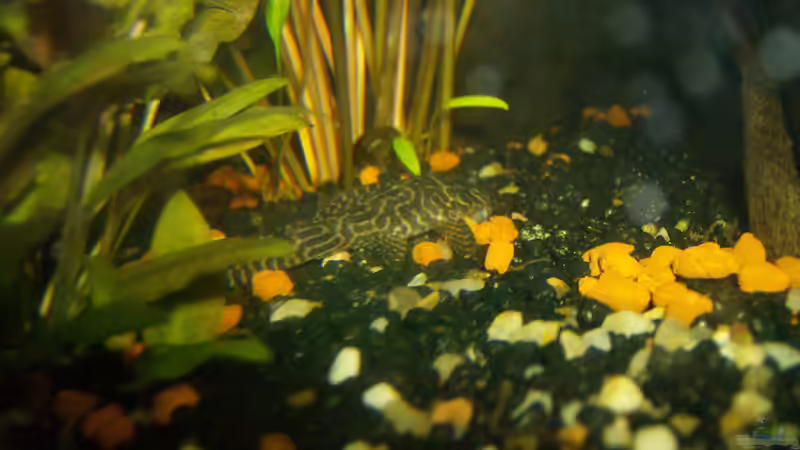 L260 Hypancistrus sp.Queen Arabesque von Michael Meyer (7)